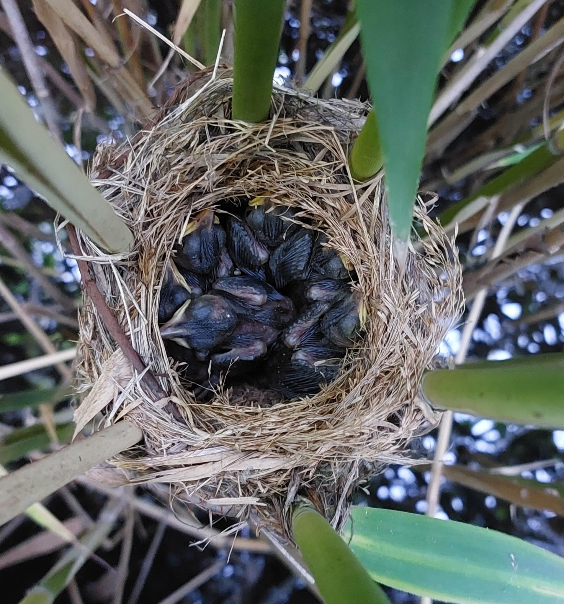 gniazdo trzcinniczka z pisklętami